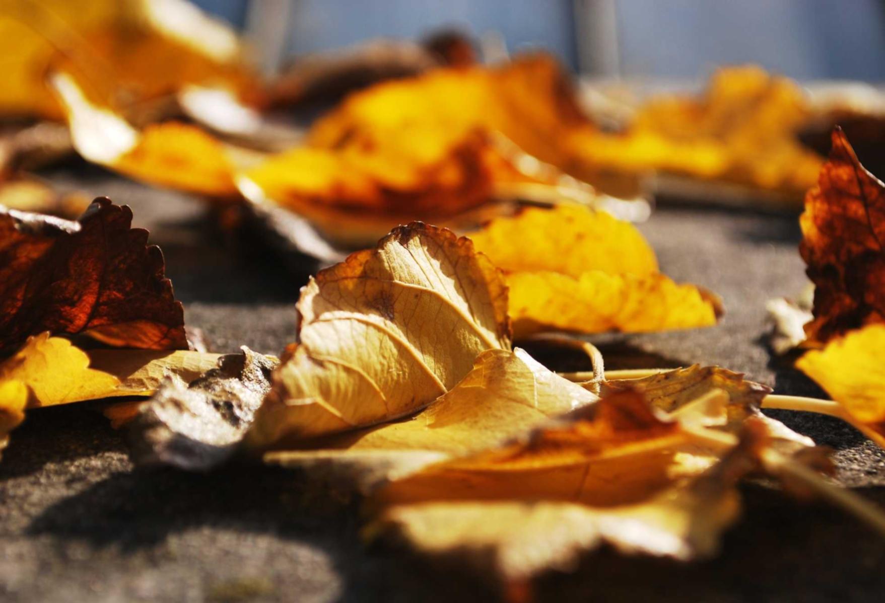 syn攻击|app详情下载教程以前版本