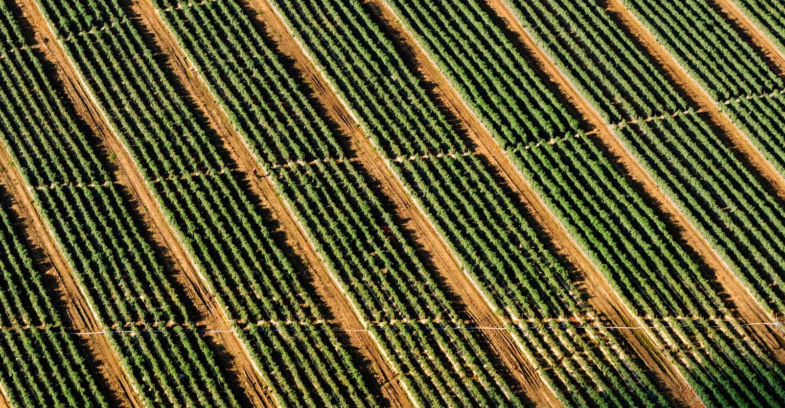 欧盟好彩四味爆珠：流量卡代理平台购买